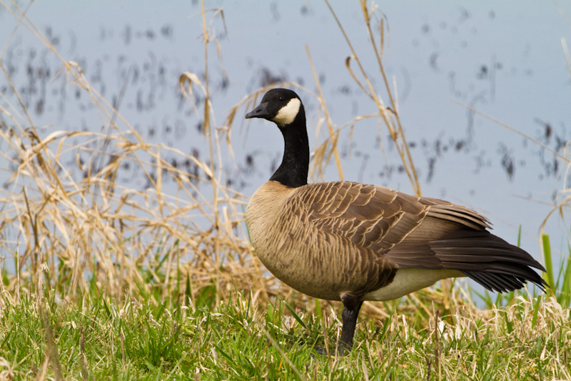 Cackling Goose